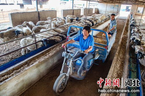 河北枣强大力发展肉羊养殖产业 打造高标准绿色养殖示范区
