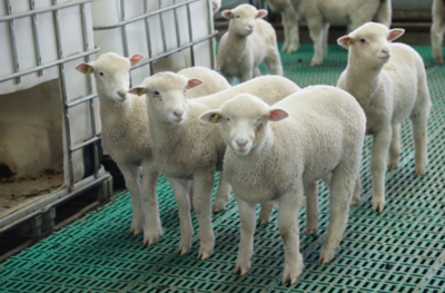保价格 保销售 保收入 兴羊业 --环县积极应对国内羊肉 价格波动保障群众收入