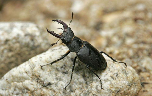 农村这种常见的甲虫,在日本竟然当成宠物来养,而且售价还不便宜