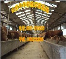 哪里有牛苗销售价格,哪里有牛苗销售厂家,山东肉牛肉羊肉驴综合养殖场_中国行业信息网
