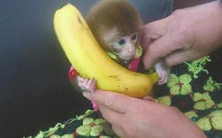 日本石猴网售1.8万元一只萌化网友的心 可传播致命病毒